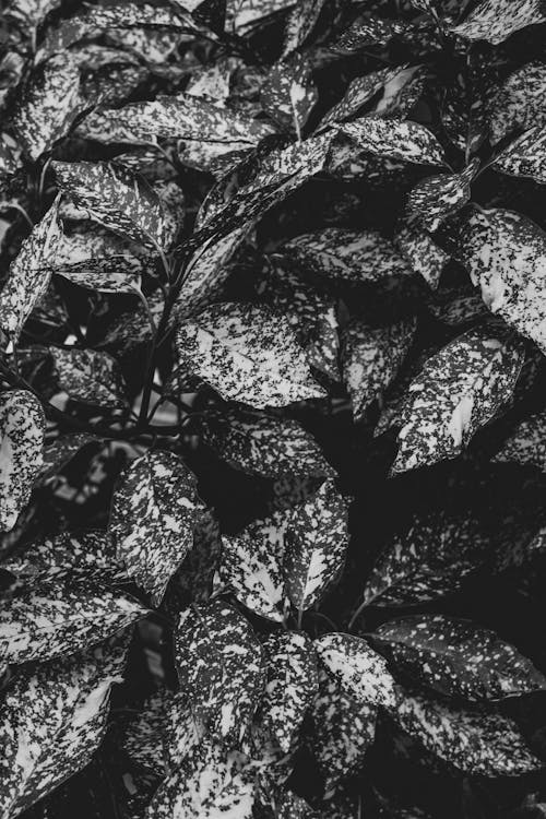잎의 흑백 사진