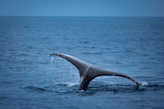 A whale tail gracefully emerges from the ocean, showcasing marine beauty.