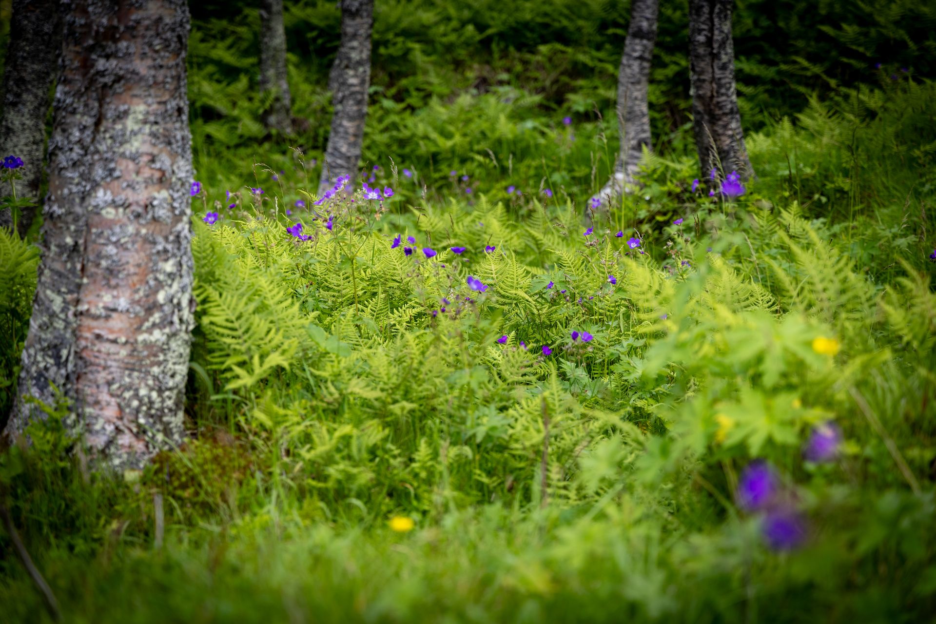 Vibrant green forest floor featuring purple wildflowers and lush ferns under birch trees in Norway.