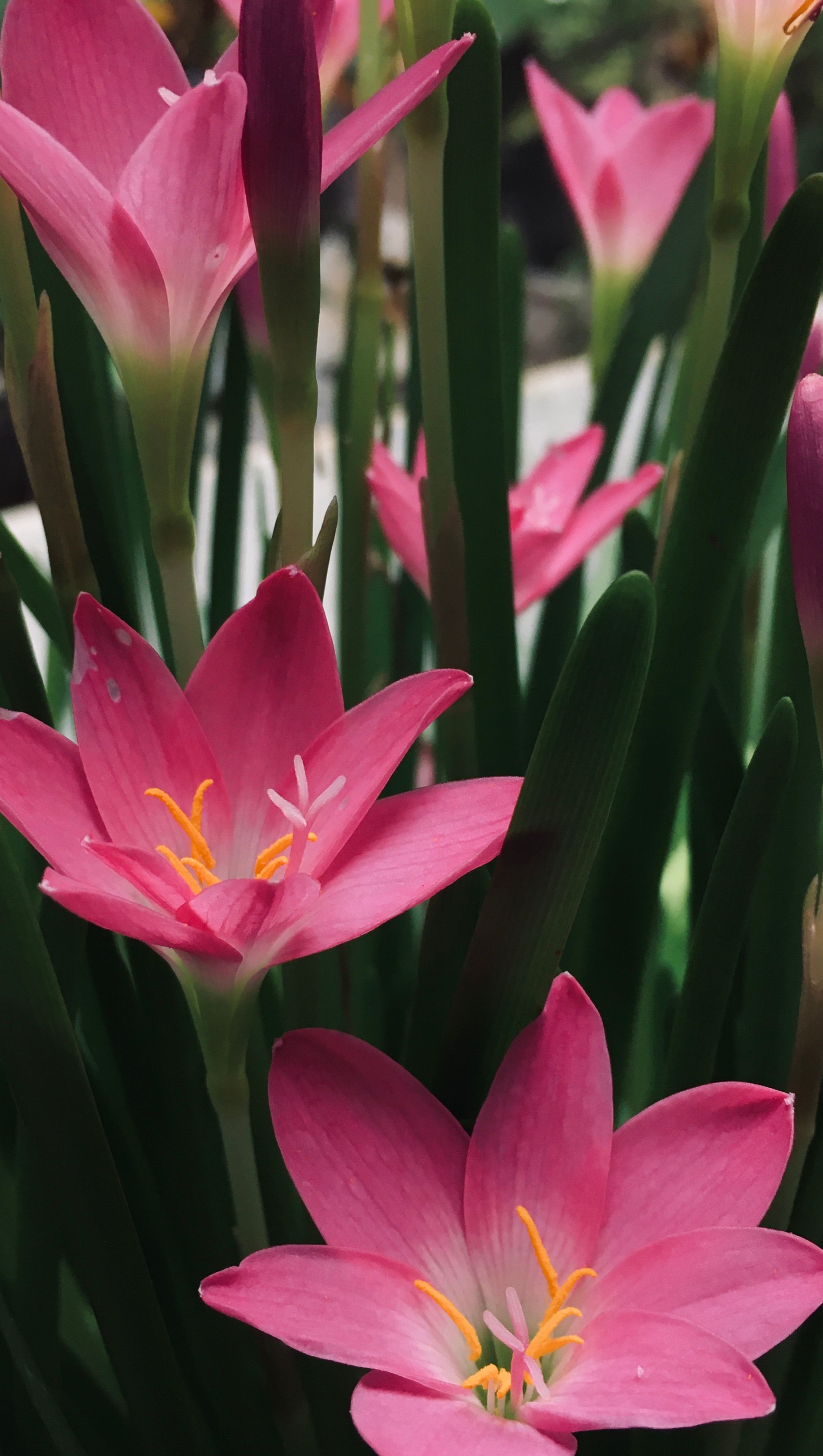 Vivid Pink Tulips Bloom in Spring Garden · Free Stock Photo