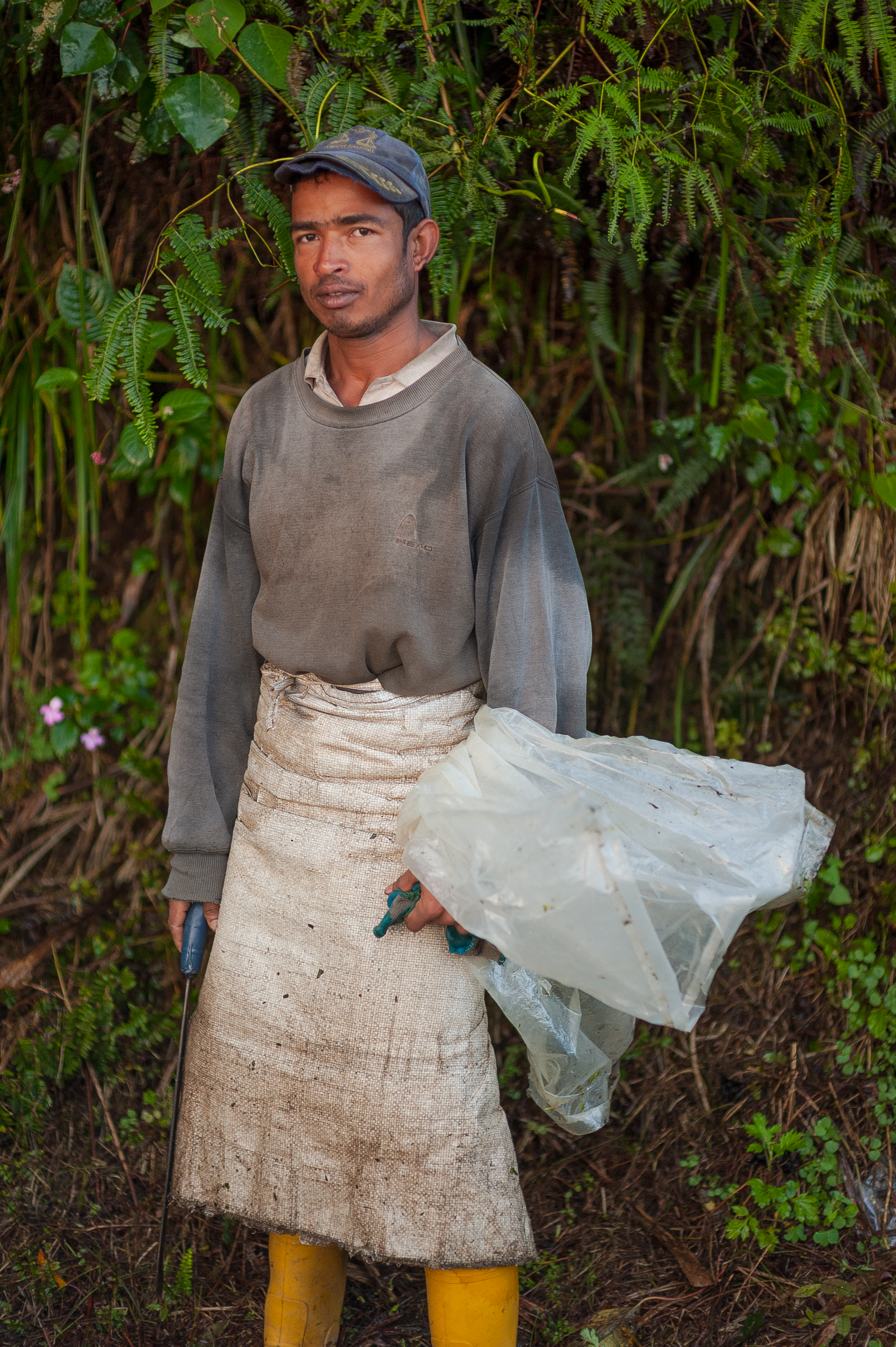 Tea Worker in Cameron Highlands, Malaysia · Free Stock Photo