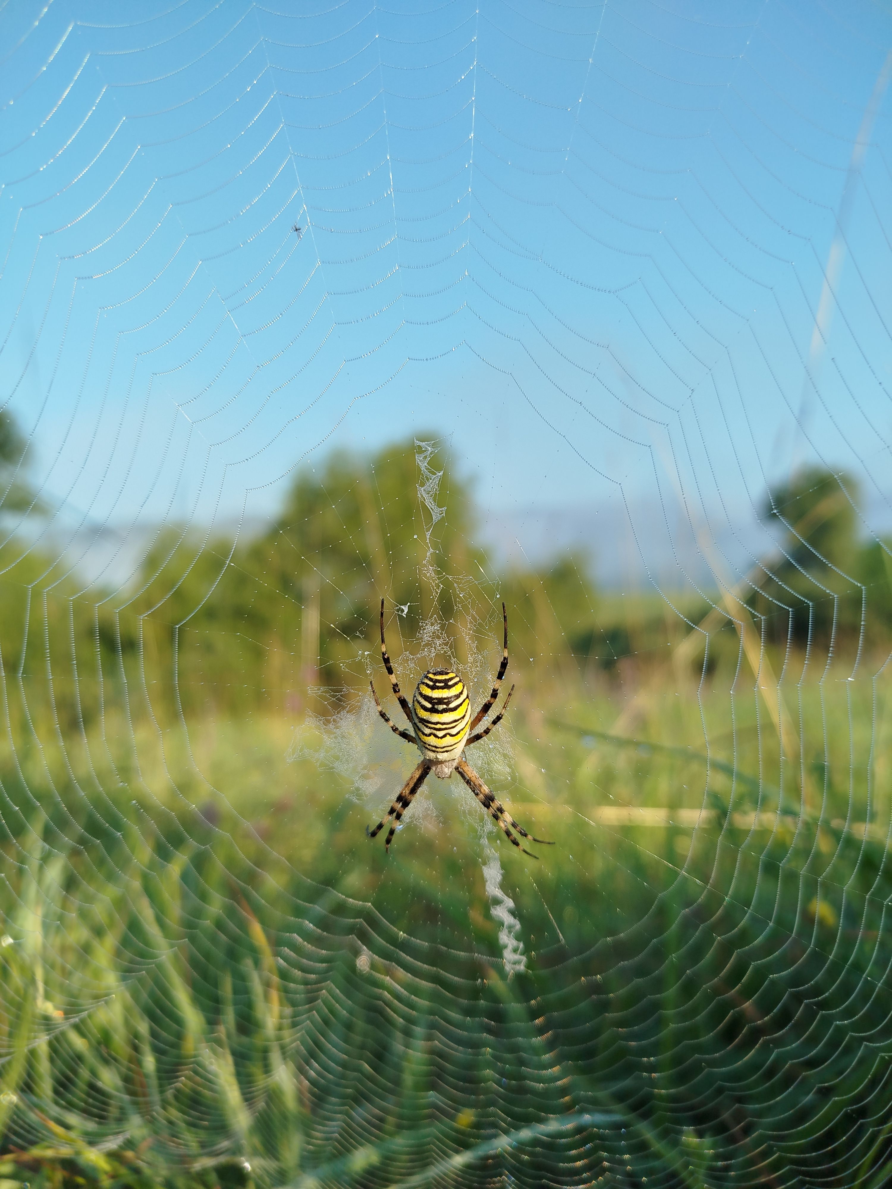 Close-Up of a Wasp Spider in a Dewy Web Outdoors · Free Stock Photo