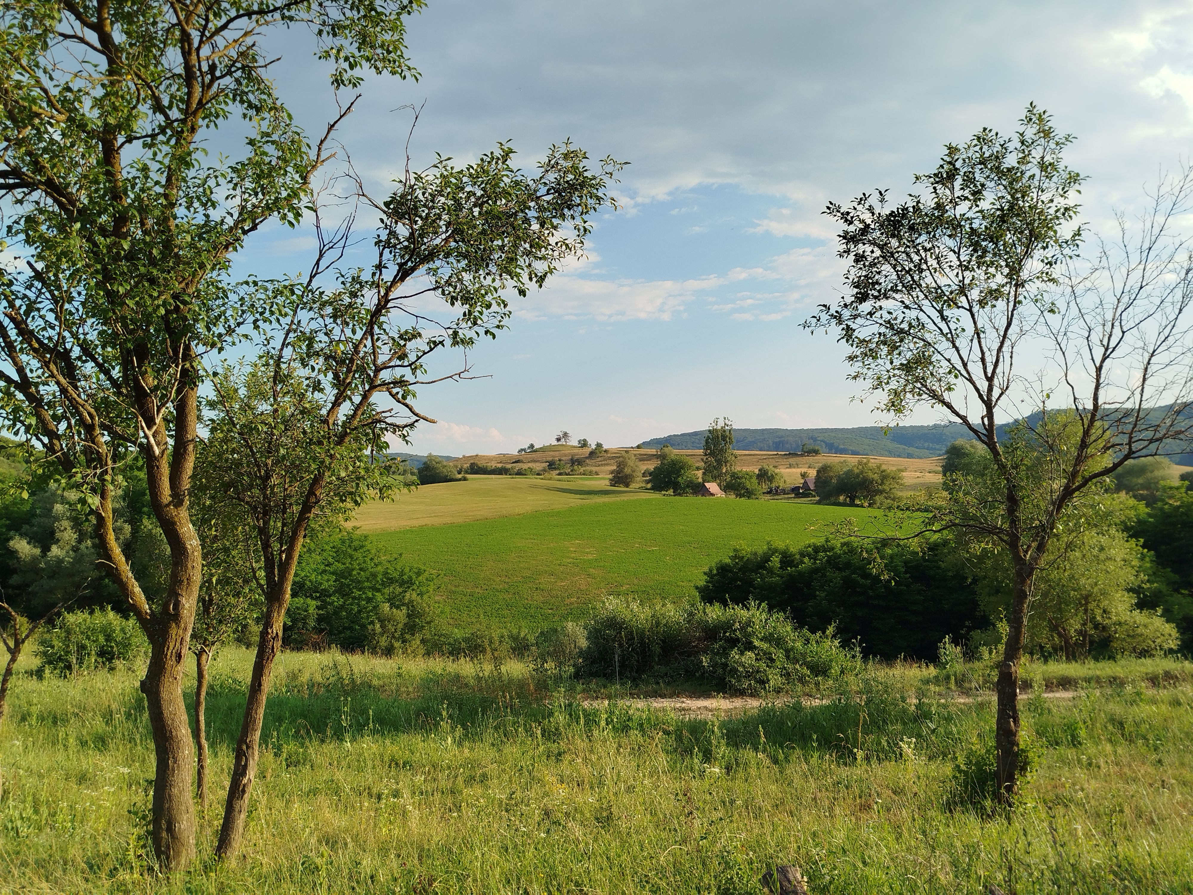 Scenic Countryside Landscape with Trees and Fields · Free Stock Photo
