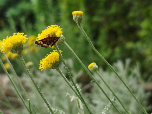 Free A moth rests on vibrant yellow flowers, surrounded by lush green foliage outdoors. Stock Photo