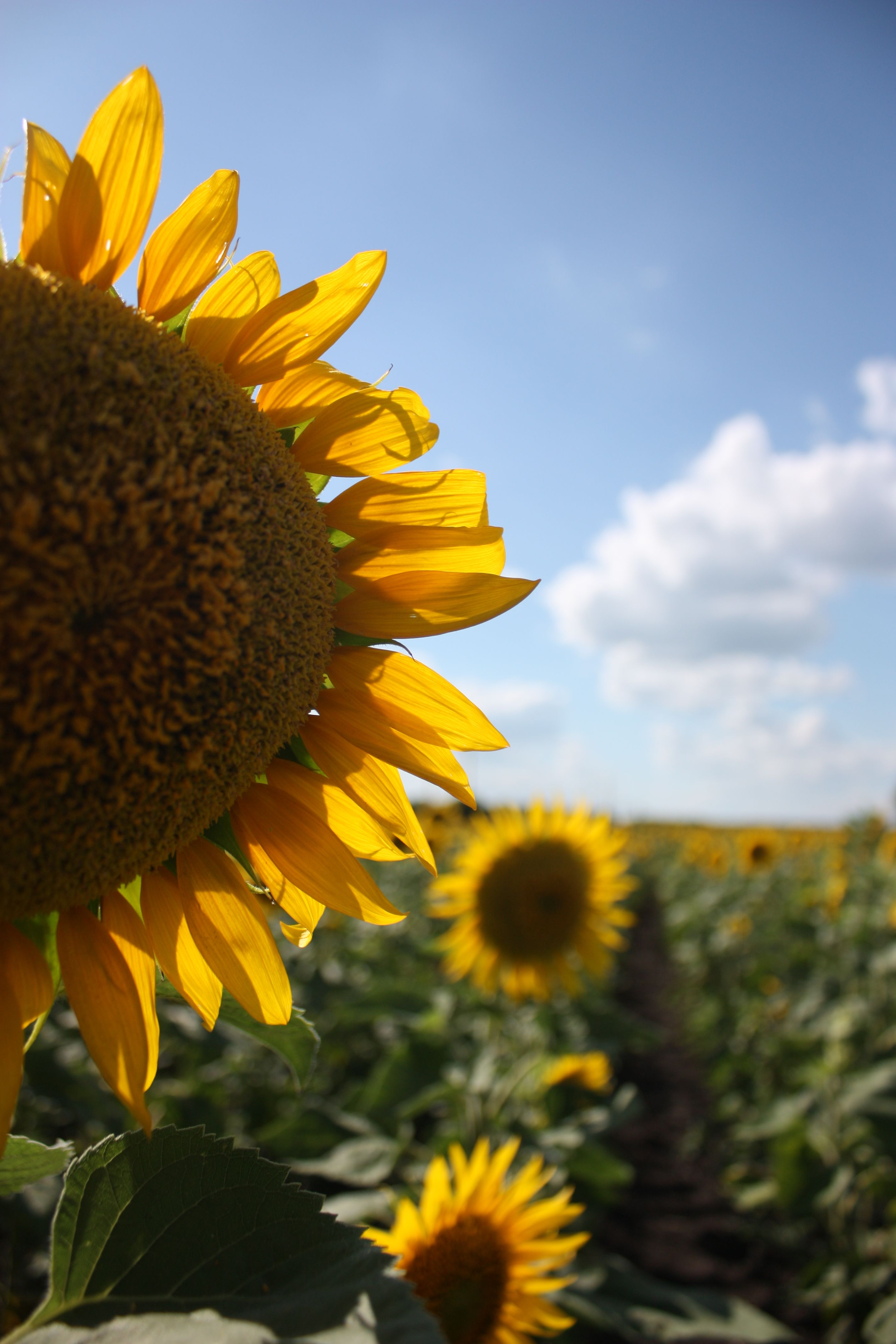 Vibrant Sunflower Field Under Blue Sky · Free Stock Photo