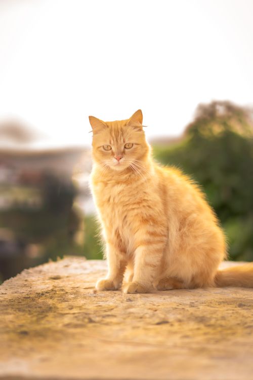 Free A charming ginger cat basking in the sun on a Sri Lankan landscape. Stock Photo