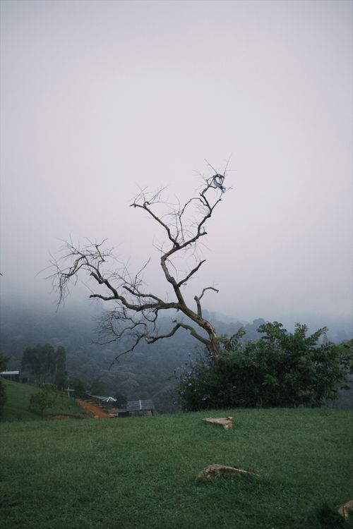 Free A dramatic scene of a bare tree on a foggy hilltop with lush greenery. Stock Photo