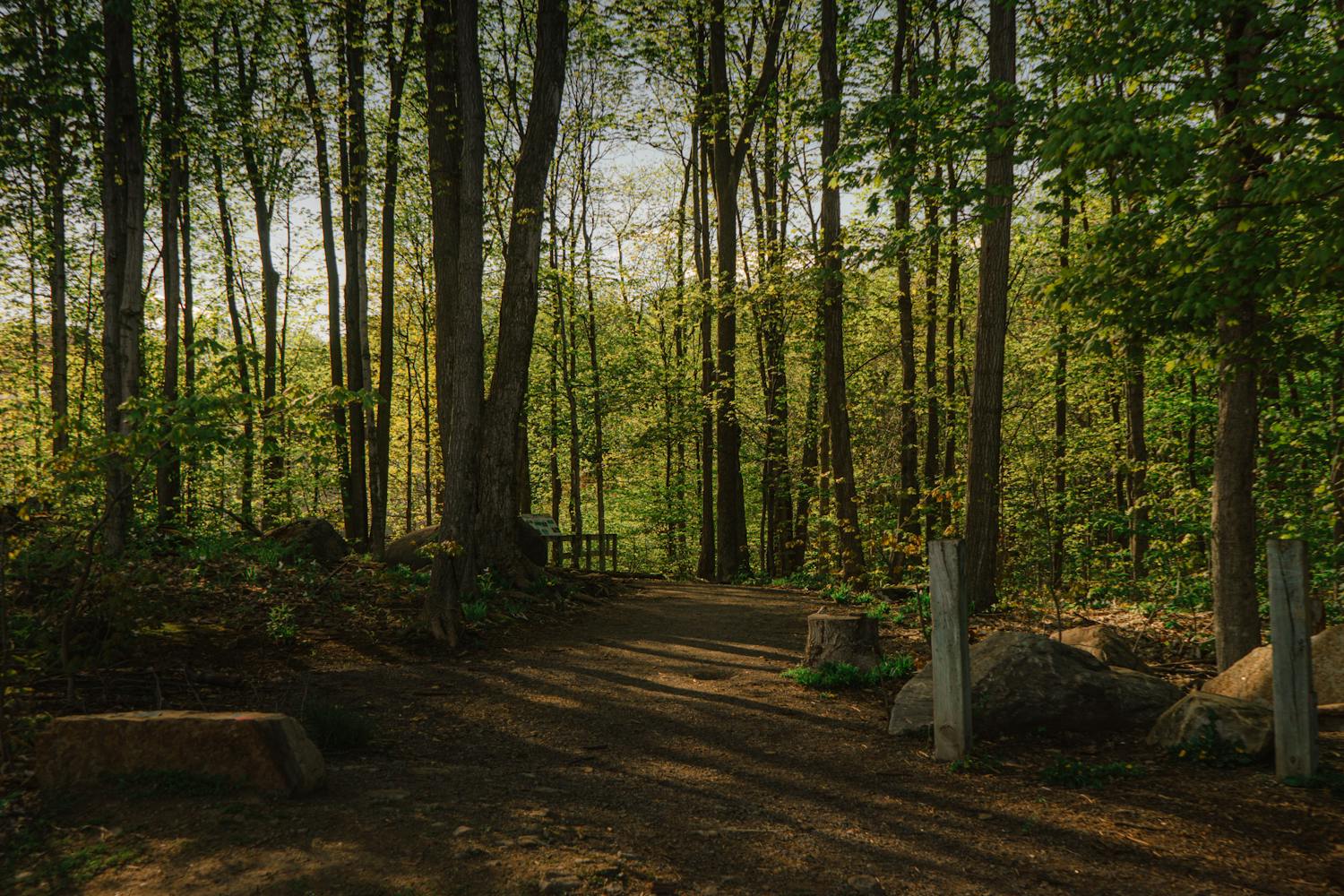 A peaceful forest path with sunlight filtering through trees, perfect for nature and relaxation themes