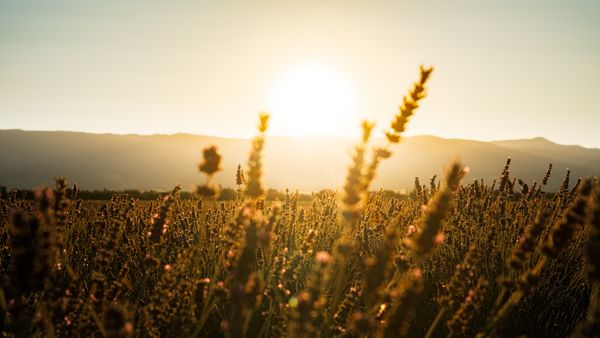 Lavender field at sunrise, photo by Mathias Sogorski on Pexels