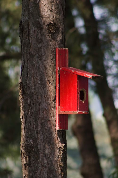 Free A red birdhouse attached to a tree, set against a lush forest backdrop. Stock Photo