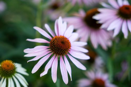 Free Vibrant close-up of a purple coneflower in full bloom with blurred background. Stock Photo