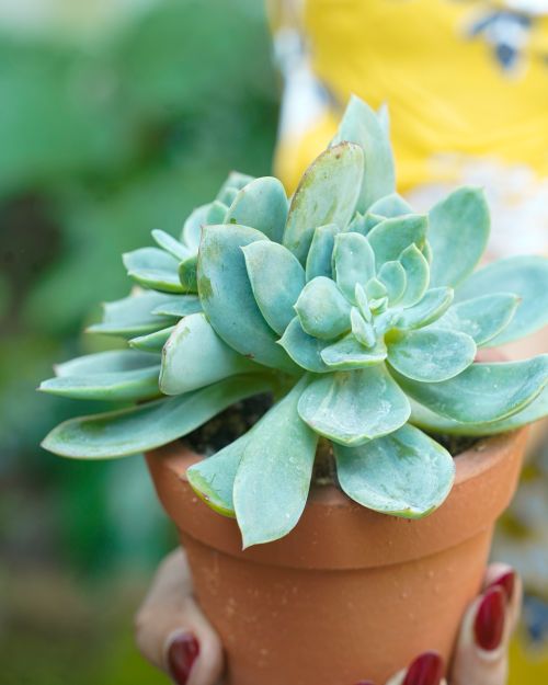 Free Vibrant succulent plant in a terracotta pot, capturing natural beauty in Kerala. Stock Photo