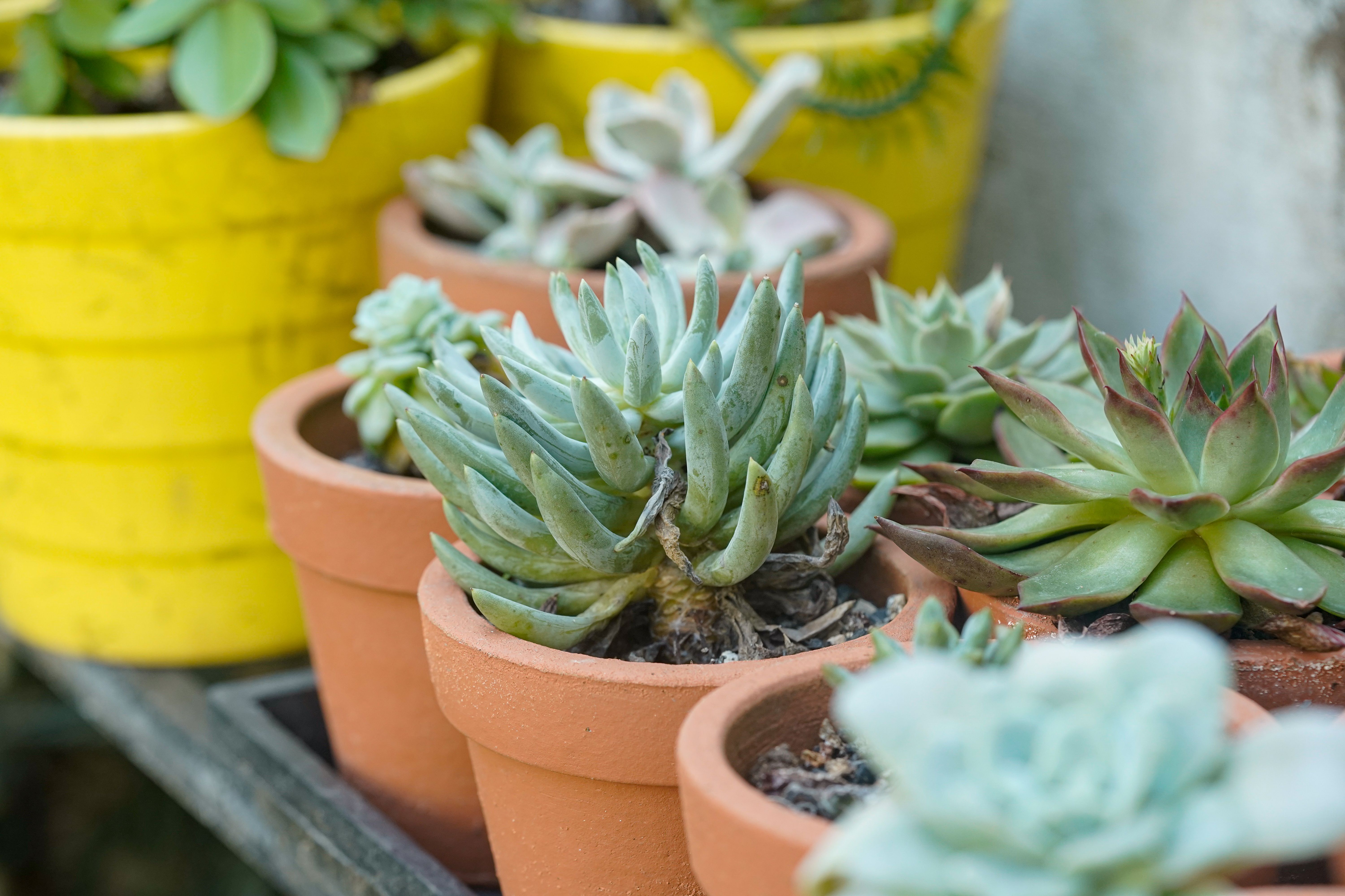 7 Astuces pour Maximiser Votre Récolte en Micro-Jardin