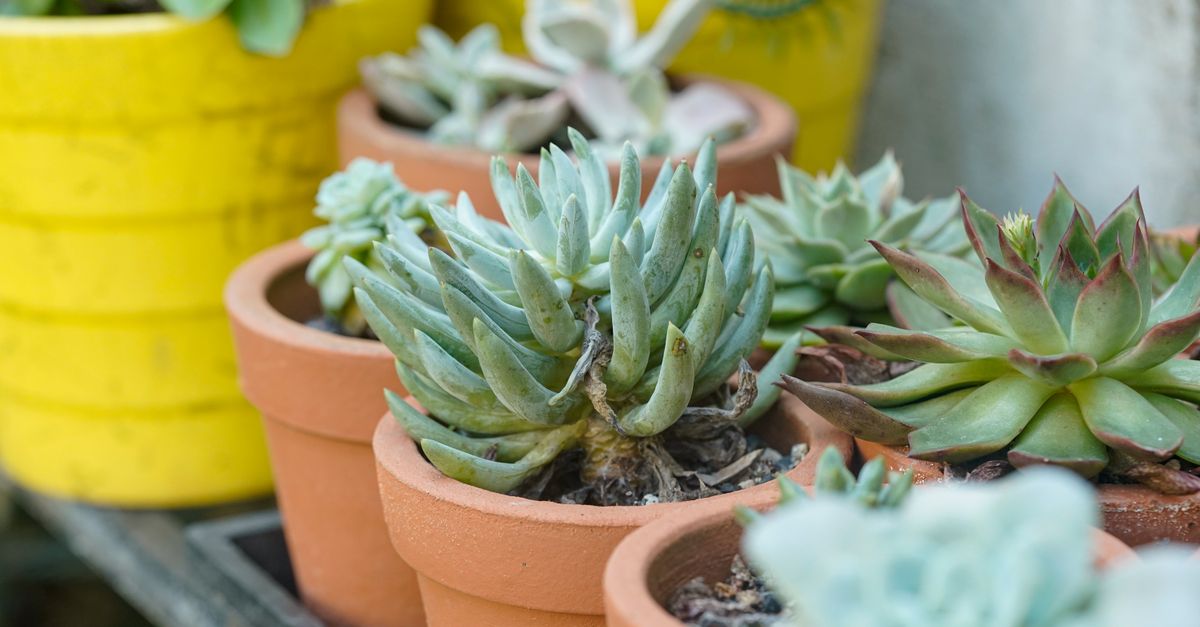 7 Astuces pour Maximiser Votre Récolte en Micro-Jardin