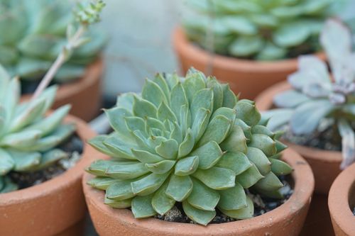 Free Close-up of succulent plants in terra cotta pots, showcasing botanical beauty and urban gardening. Stock Photo
