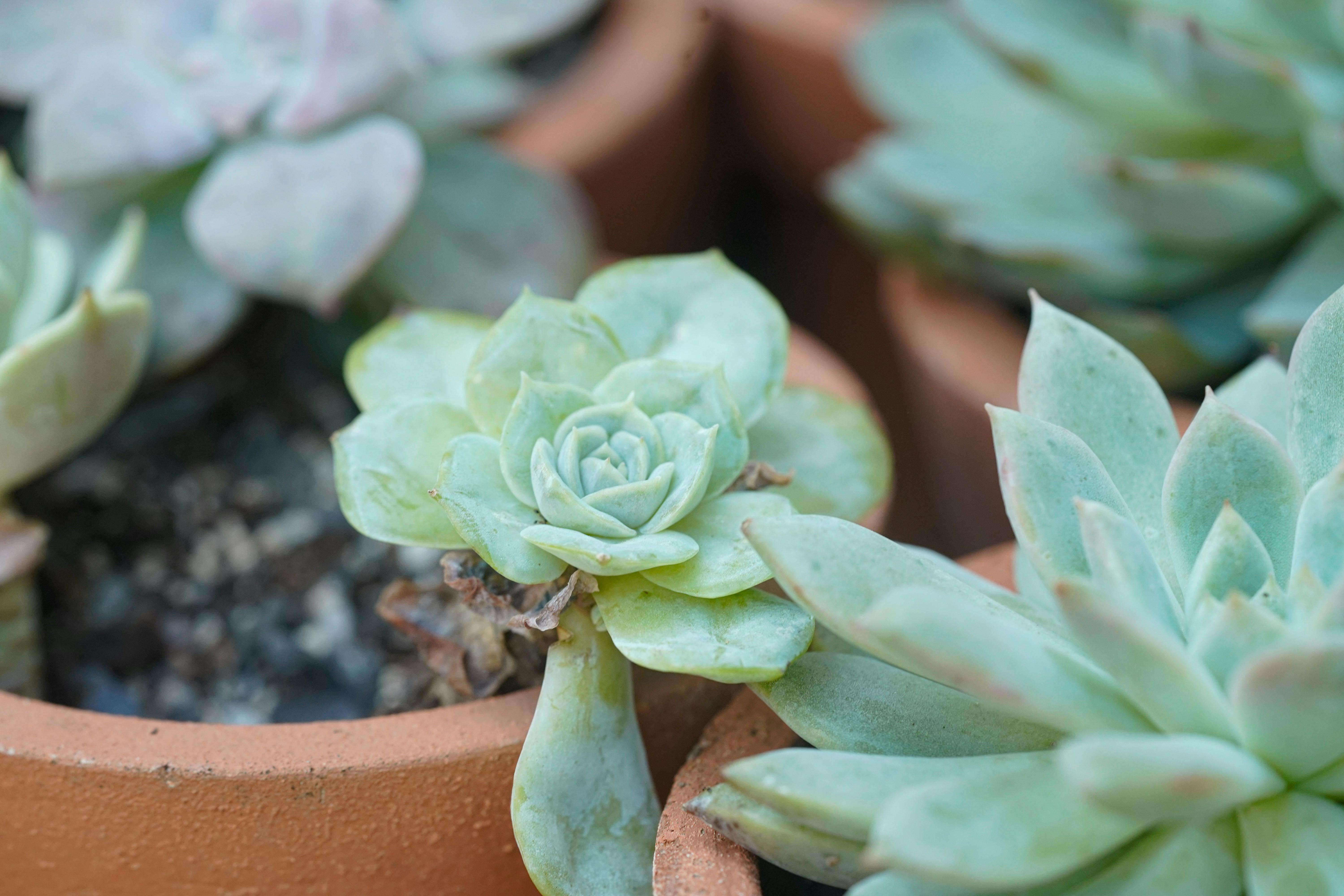Close-up of vibrant succulent plants growing in terracotta pots, ideal for home gardening enthusiasts.
