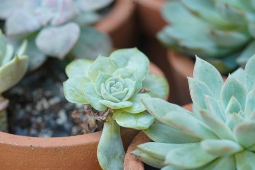Free Close-up of vibrant succulent plants growing in terracotta pots, ideal for home gardening enthusiasts. Stock Photo