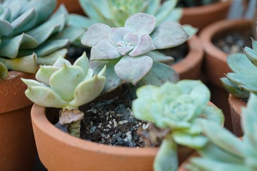 Free Close-up view of lush succulents thriving in terracotta pots, showcasing natural beauty and simplicity. Stock Photo
