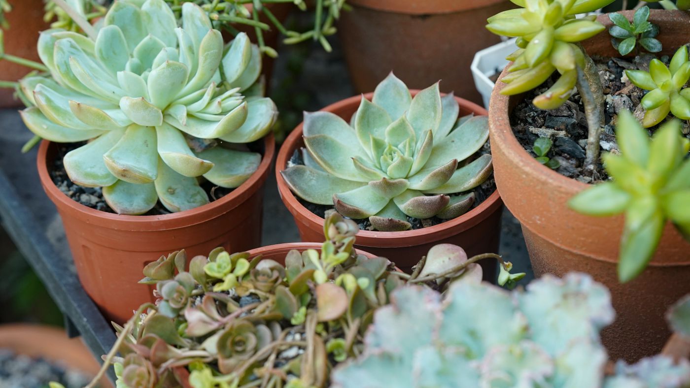 Container Gardening on a Balcony: A Real, Honest Guide