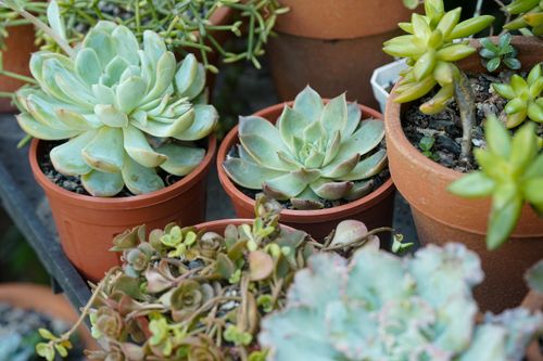 Free A vibrant display of various succulents in terracotta pots, showcasing lush greenery and diverse forms. Stock Photo