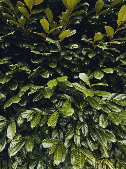 Free Dense green foliage fills the frame, showcasing vibrant leaf textures. Stock Photo
