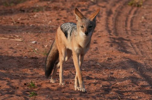 Free Black-backed jackal walking on a sunlit dirt path in the savanna. Stock Photo