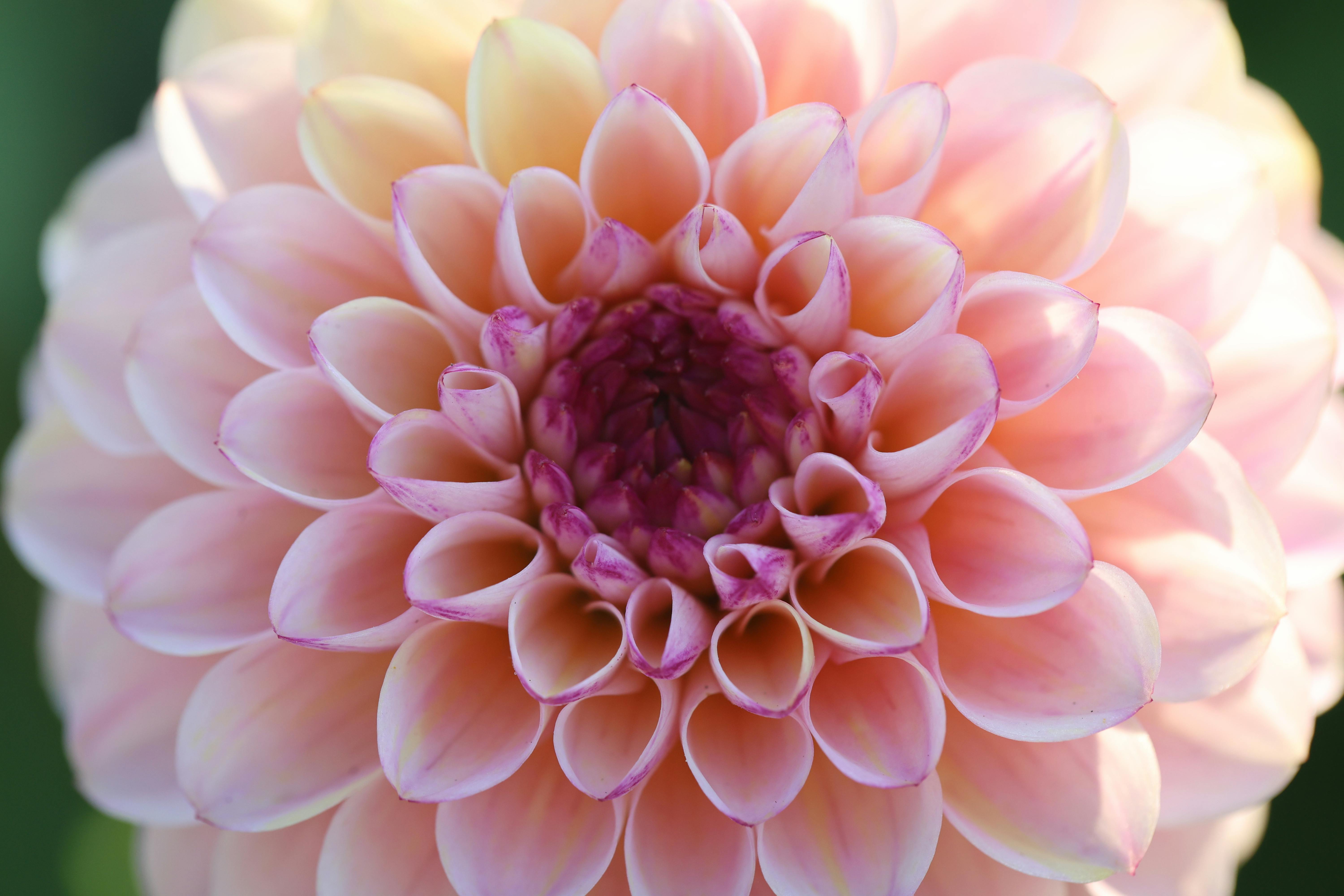 High-detail close-up of a pink Dahlia flower highlighting its intricate petal arrangement.