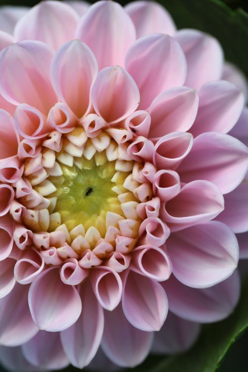 Free Macro shot of a blooming pink dahlia showcasing intricate petal patterns and delicate hues. Stock Photo