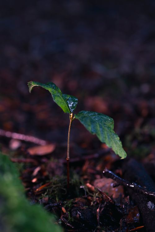 Free A young seedling with dewy leaves sprouting on a forest floor amidst moss and soil. Stock Photo