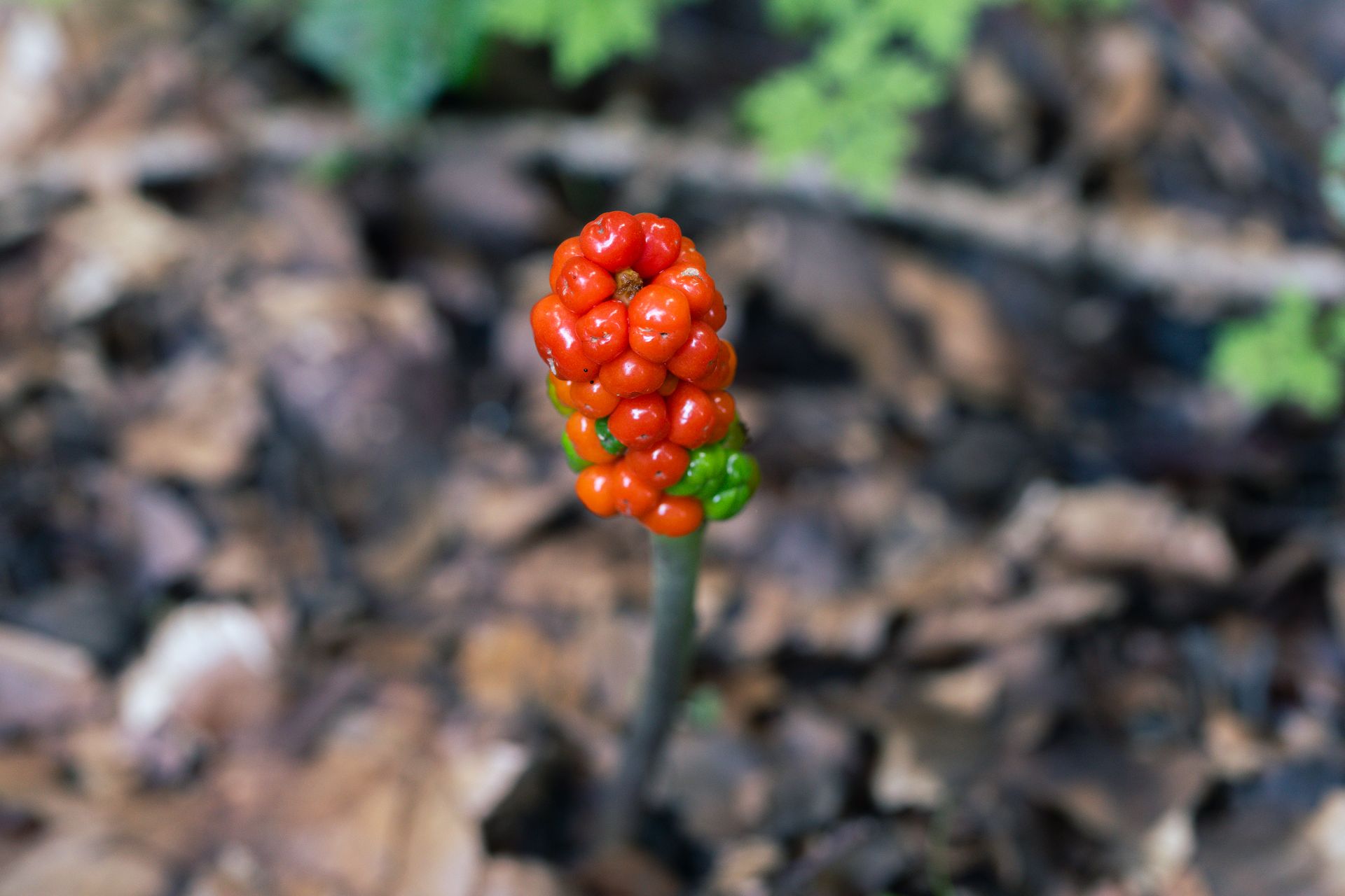 Macro image of colorful red and green Arum berries growing in a woodland setting, showcasing nature's vivid hues.