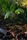 ecology