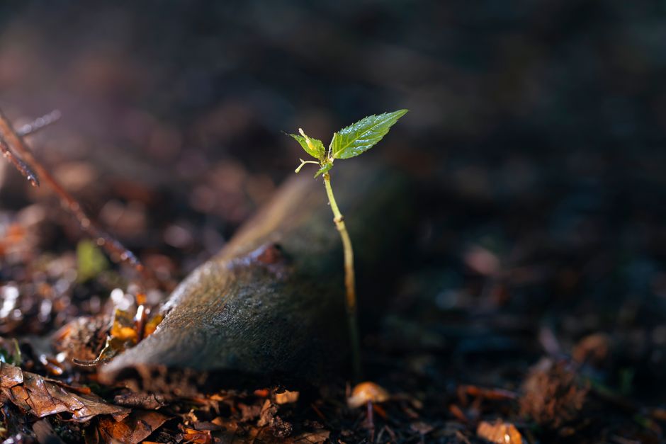 A young seedling sprouts amidst forest floor debris, symbolizing new life and growth.