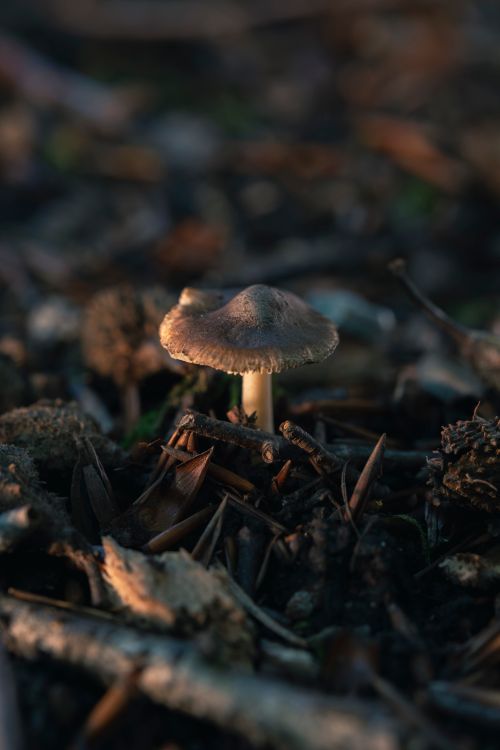 Free A close-up shot of a mushroom growing on a forest floor, showcasing natural textures. Stock Photo