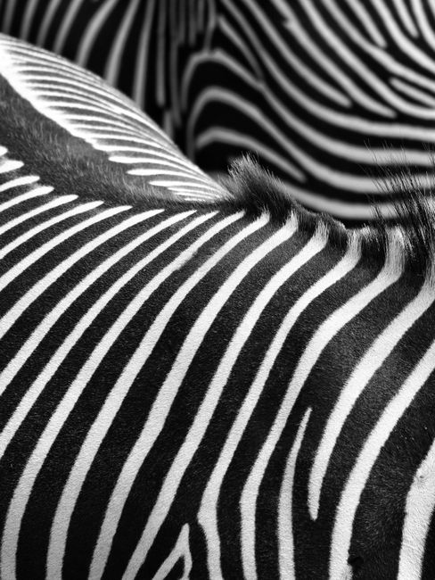 Detailed black and white close-up of zebra stripes showcasing natural patterns.