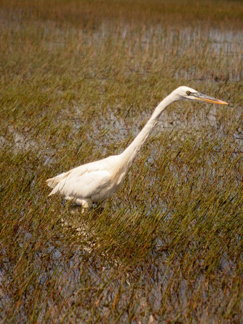 Free A majestic Great Egret wading through the wetlands of Florida, USA. Stock Photo