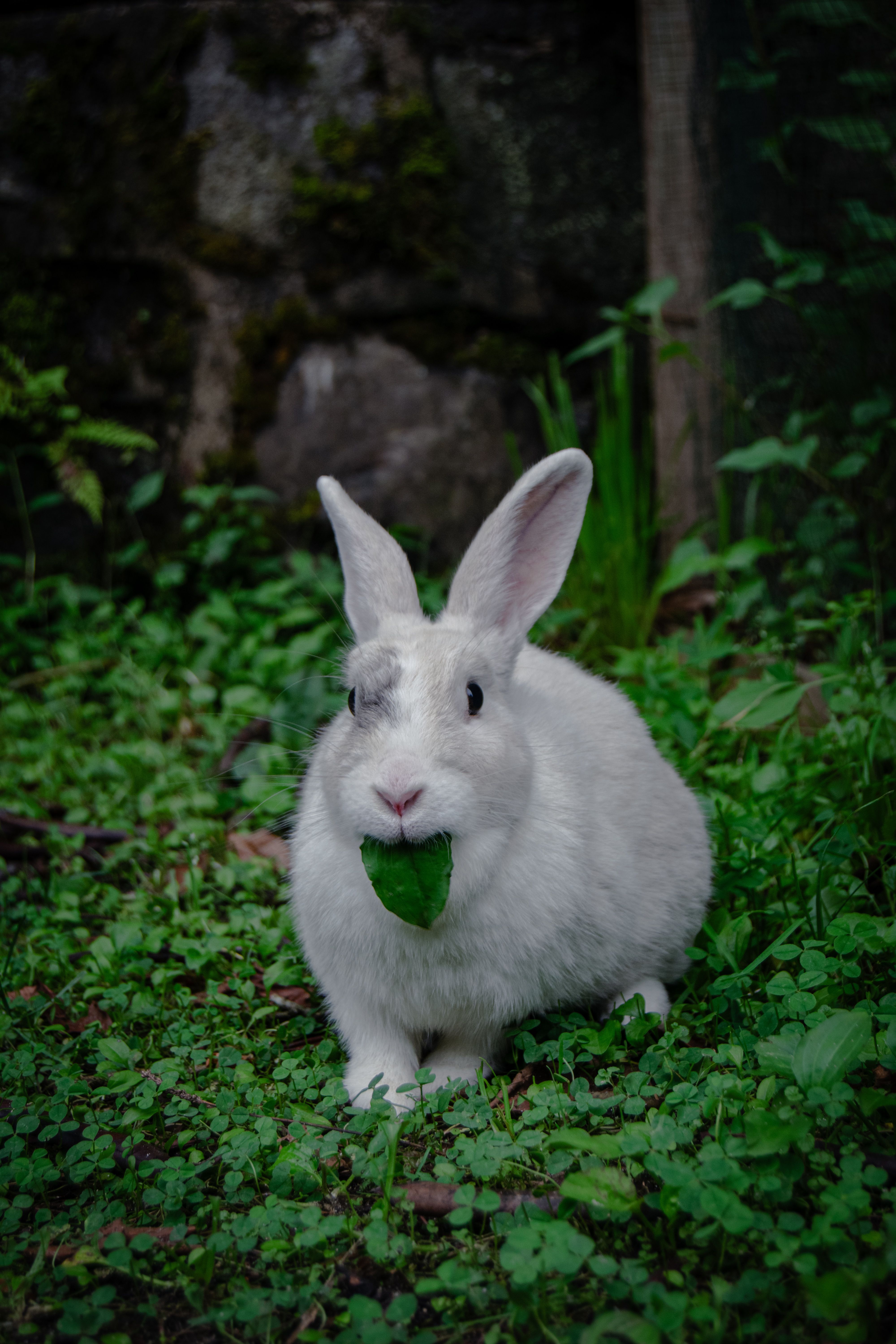 Rabbit Eating A Leaf Photos, Download The BEST Free Rabbit Eating A ...
