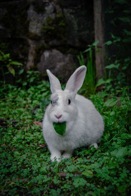 Free A cute white rabbit munches on a leaf while sitting in lush green foliage outdoors. Stock Photo