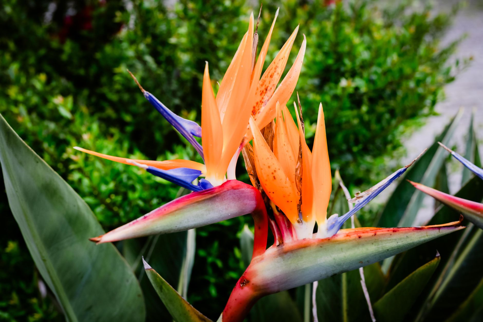 Close-up of a vibrant Bird of Paradise flower in a lush Portugal garden, showcasing vivid orange and blue tones.