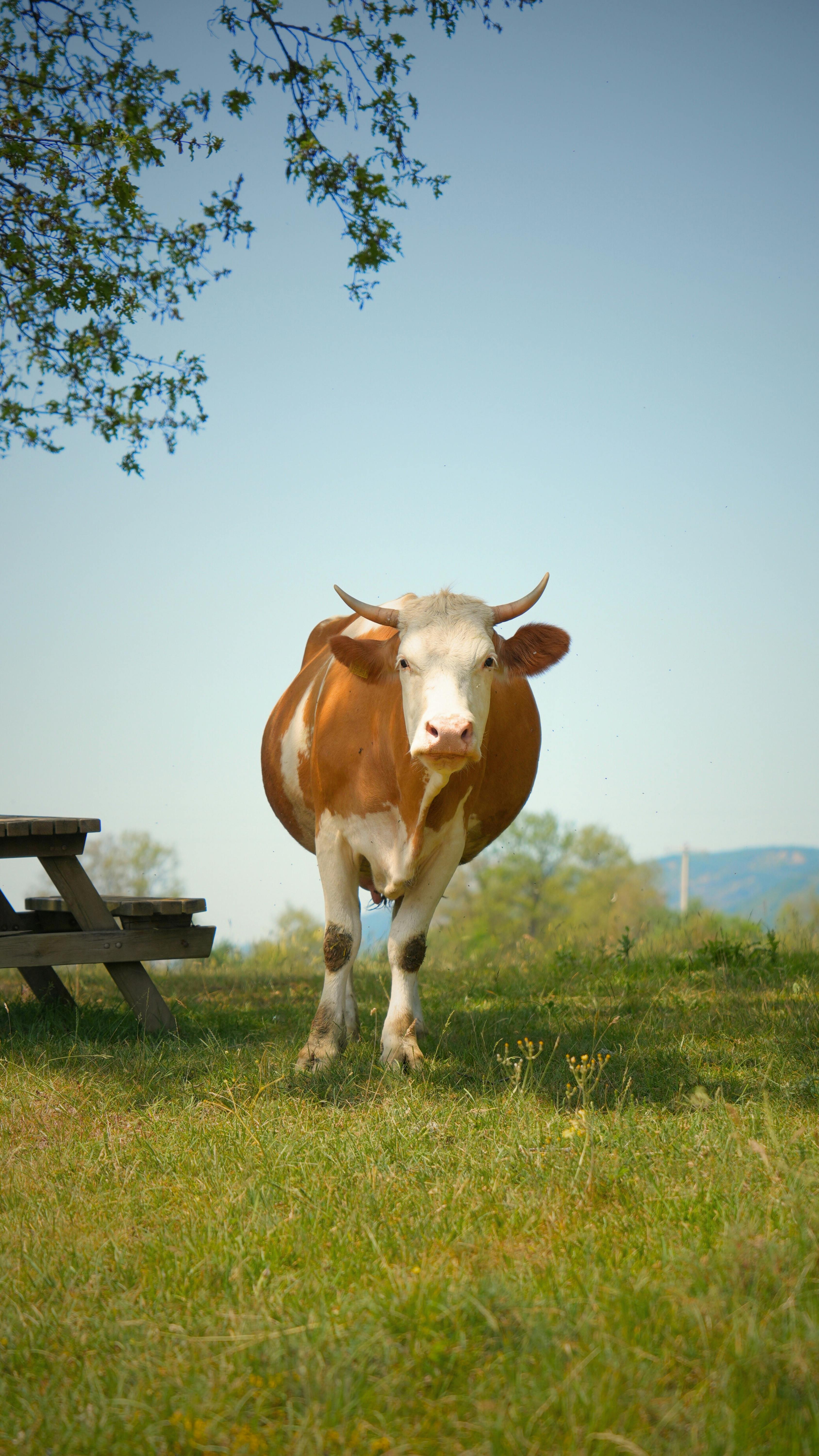 grátis İnek Foto profissional