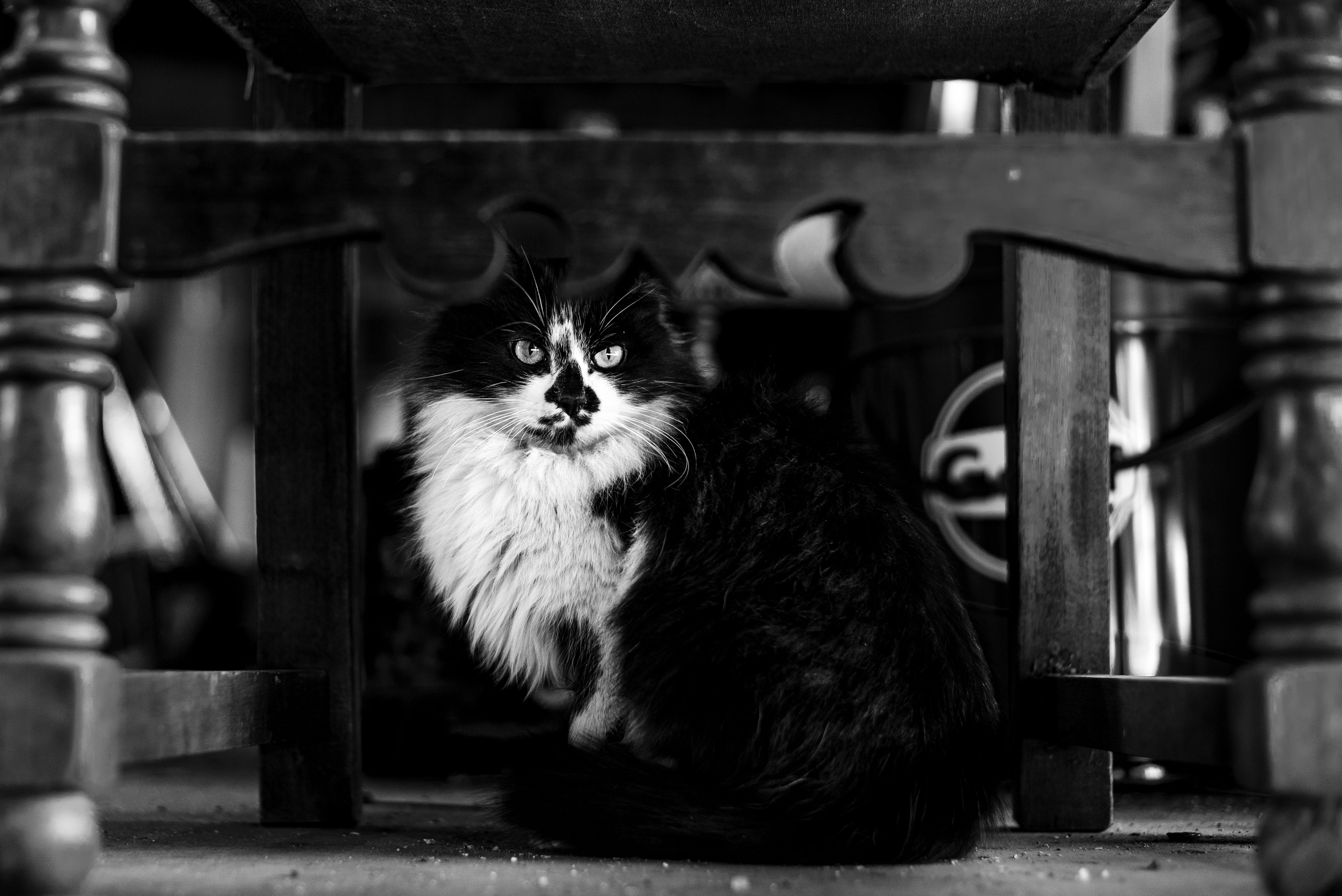 Veterinary care for a cat