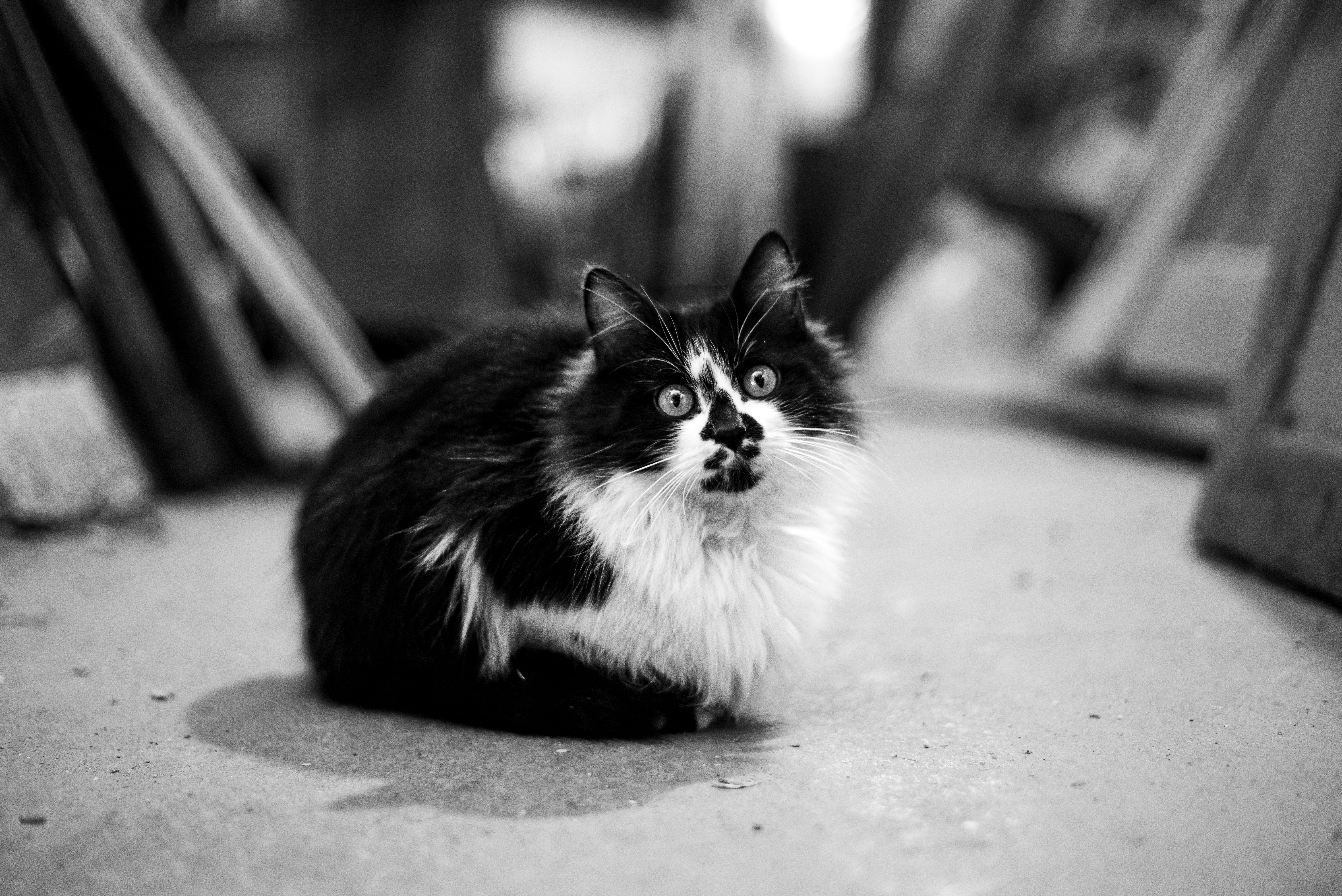 Black and White Portrait of Fluffy Cat Indoors · Free Stock Photo