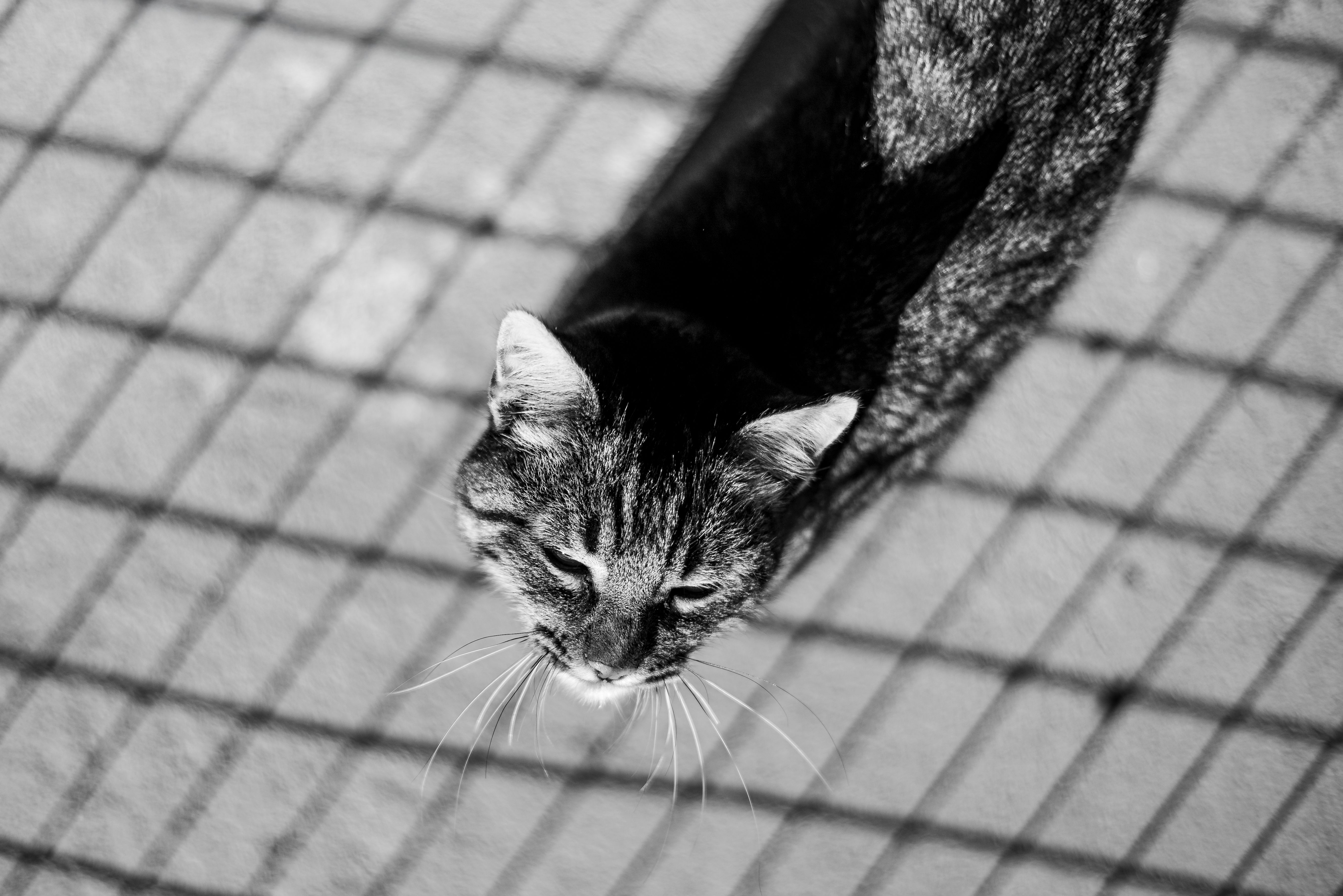 Black and White Street Cat Photography in Argentina · Free Stock Photo