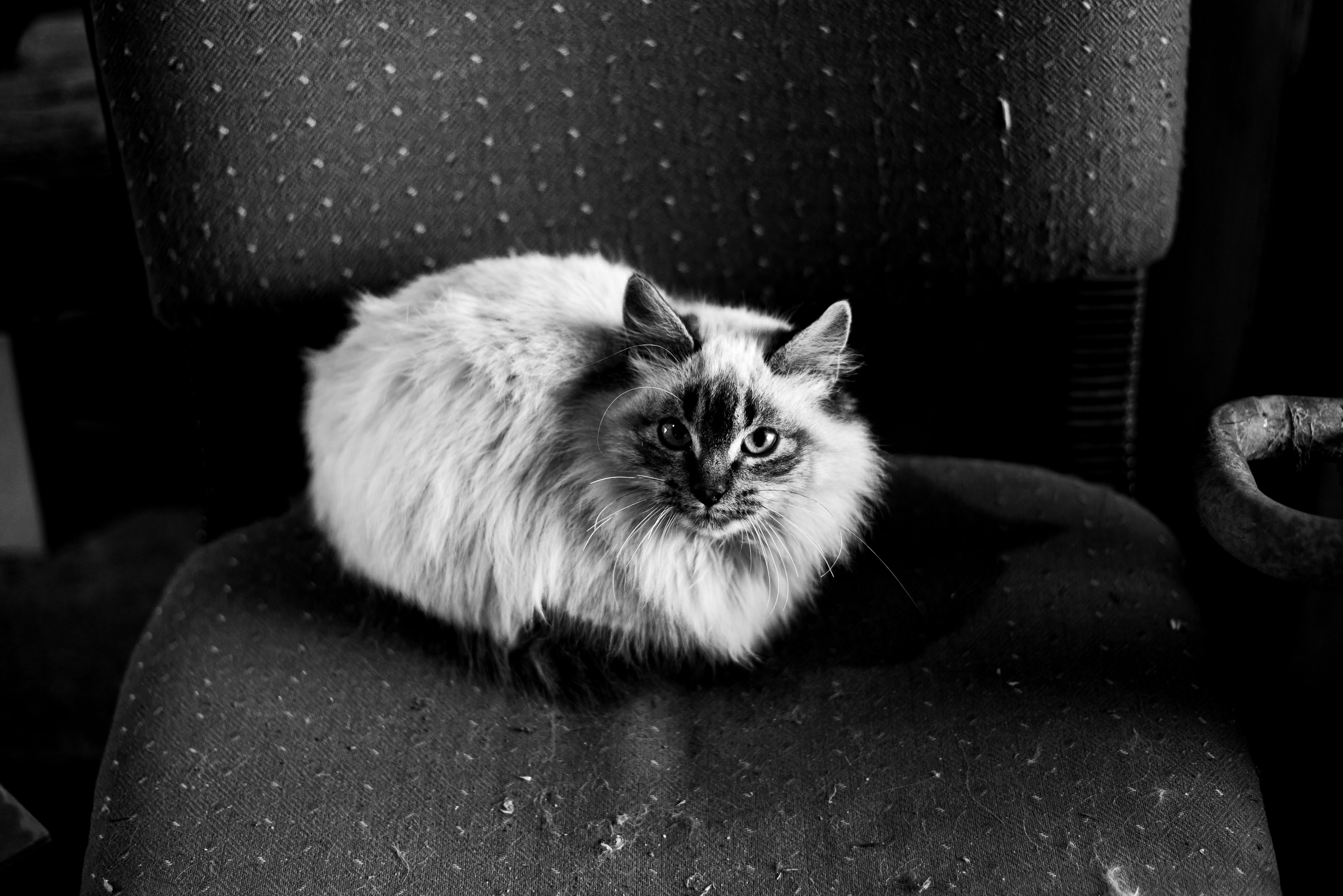Black and White Portrait of a Fluffy Cat on a Chair · Free Stock Photo