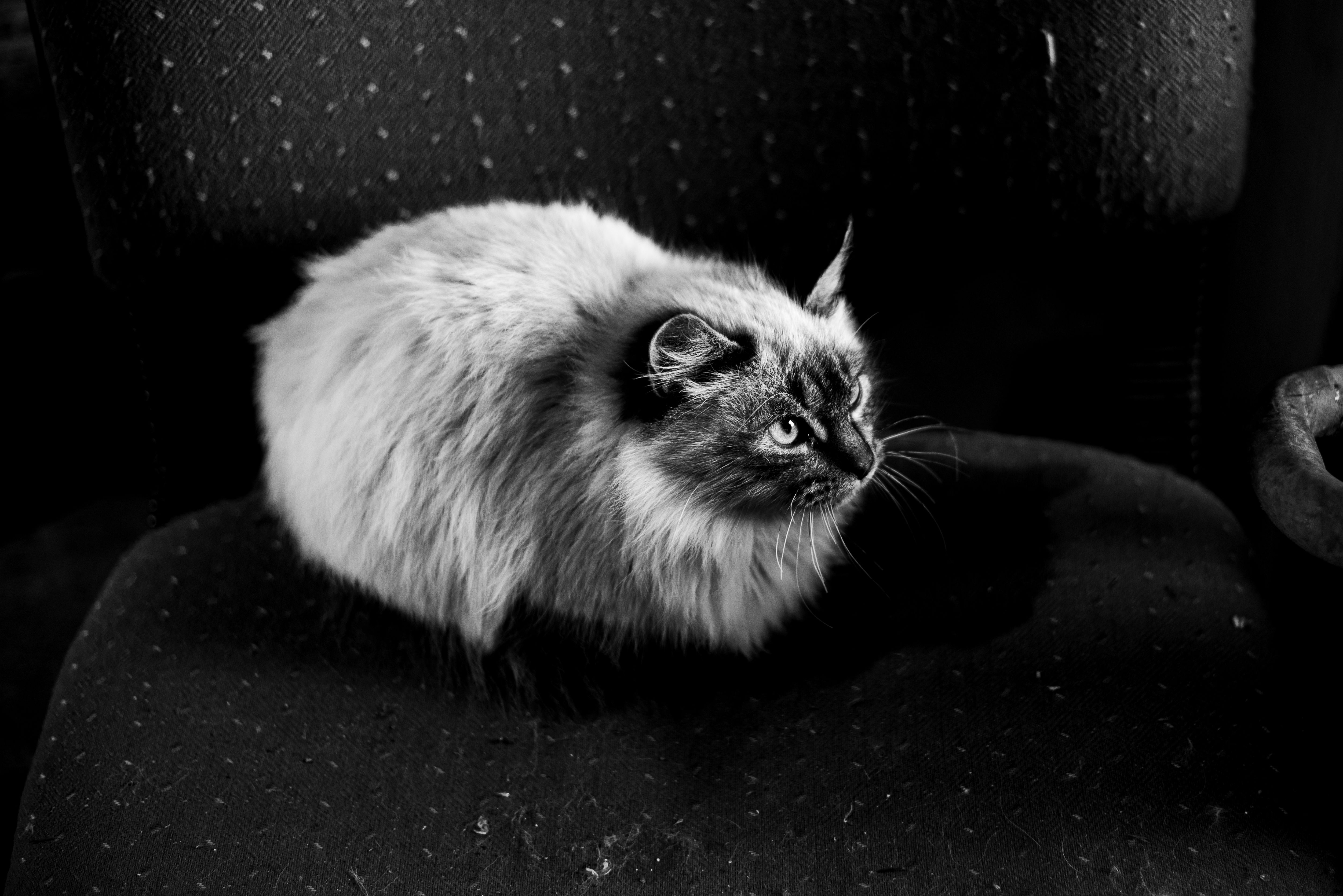 Portrait of a cat at a veterinary clinic
