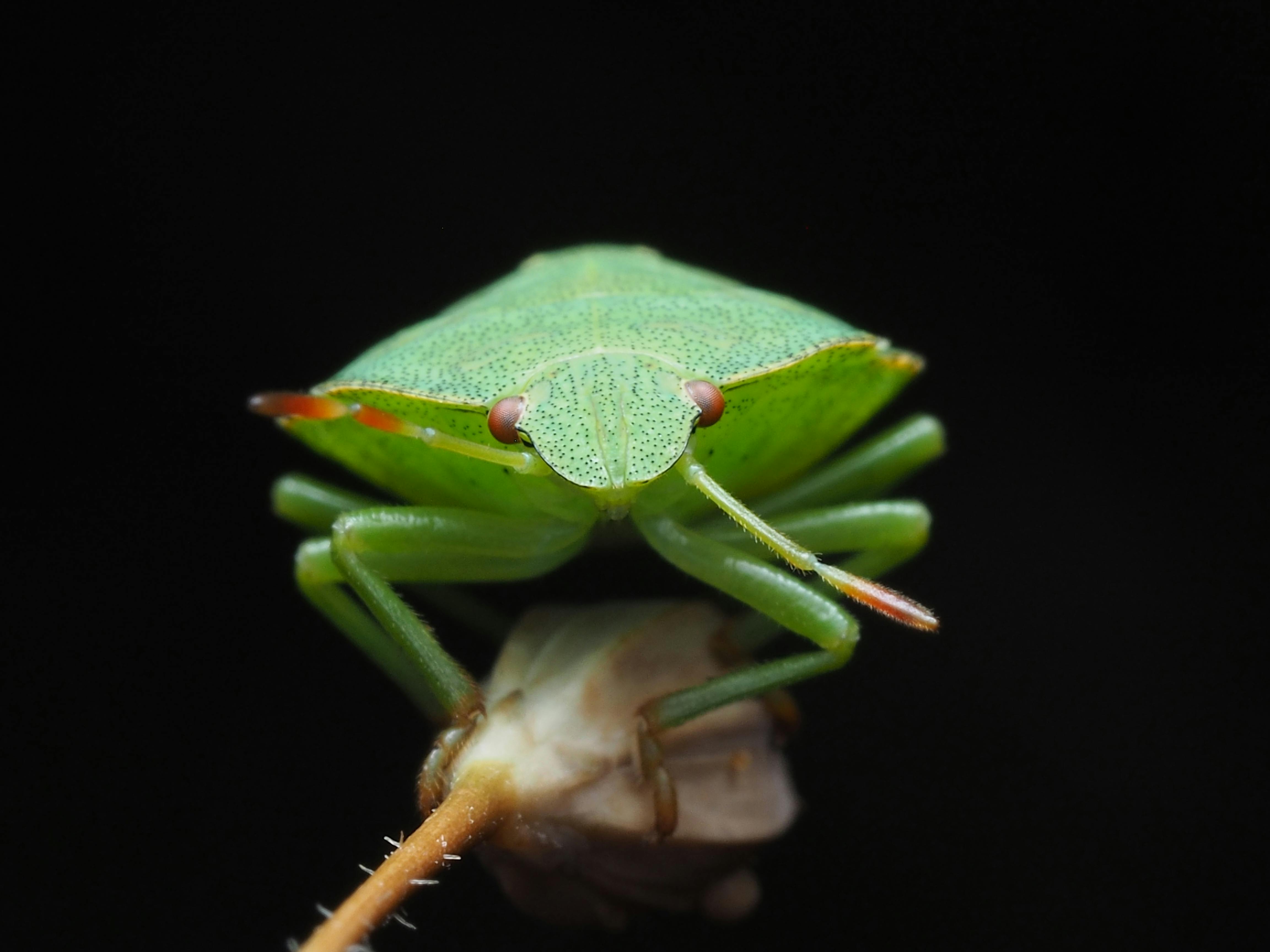 Detailed macro shot of a green shield bug perched on a plant stem against a black background.