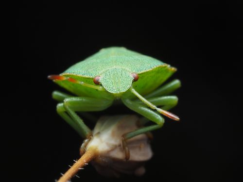 Free Detailed macro shot of a green shield bug perched on a plant stem against a black background. Stock Photo