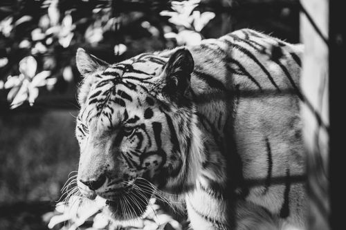 Free white tiger in black and white zoo de beauval Stock Photo