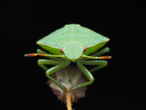 Free Macro image of a green shield bug on a plant stem against a dark background. Stock Photo