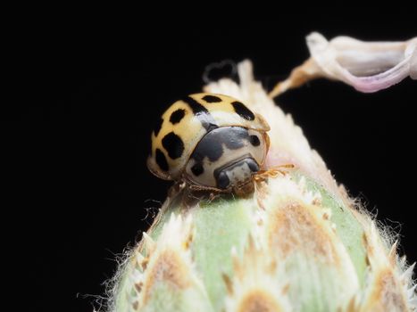 Close-up of a yellow ladybug with black spots perched on a bud against a dark background.