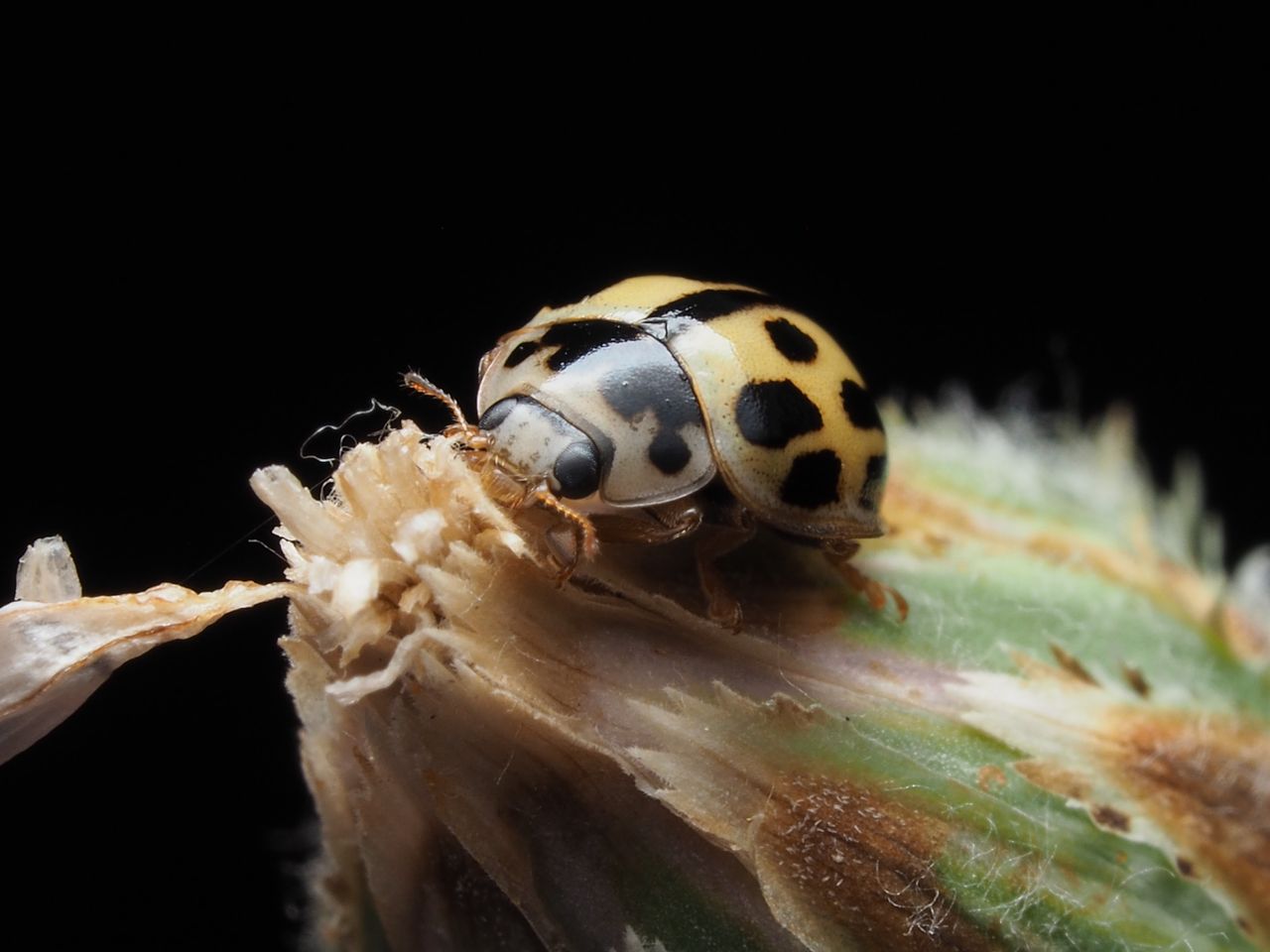 macro shot of a yellow ladybug with black spots perched on a plant aga